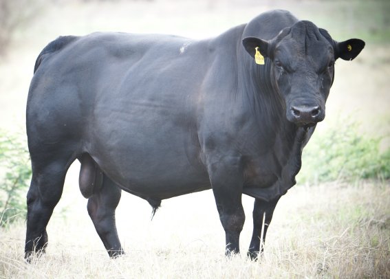 Mashona-Bull-Mambo-bluegums-stud