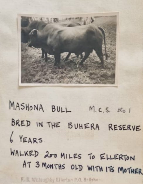 Typical-Mashona-Heifer