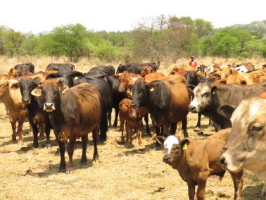 Mashona-Cattle-Society-Nov-2021-Field-Day