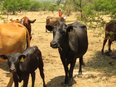 Mashona-Cattle-Society-Nov-2021-Field-Day