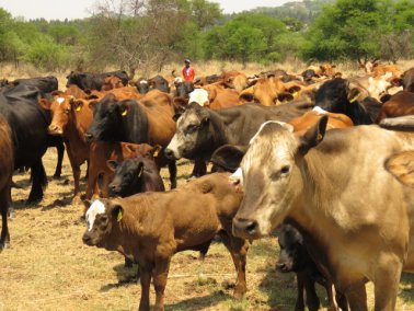 Mashona-Cattle-Society-Nov-2021-Field-Day