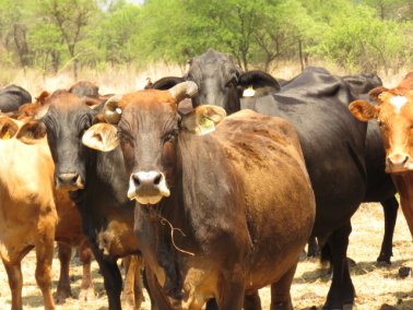 Mashona-Cattle-Society-Nov-2021-Field-Day