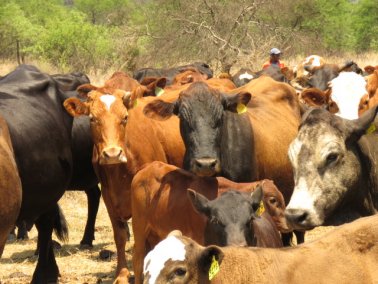 Mashona-Cattle-Society-Nov-2021-Field-Day