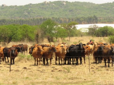 Mashona-Cattle-Society-Nov-2021-Field-Day