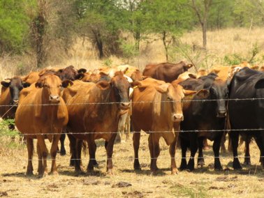 Mashona-Cattle-Society-Nov-2021-Field-Day