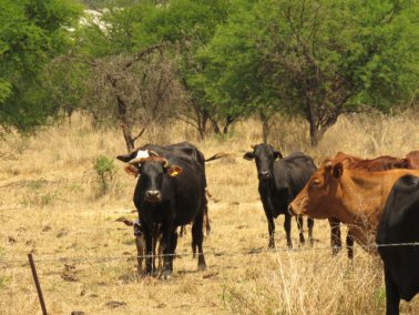 Mashona-Cattle-Society-Nov-2021-Field-Day