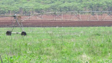 Mashona-Cattle-Society-Nov-2021-Field-Day