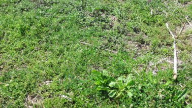 Mashona-Cattle-Society-Nov-2021-Field-Day