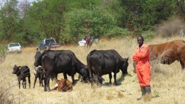 Mashona-Cattle-Society-Nov-2021-Field-Day