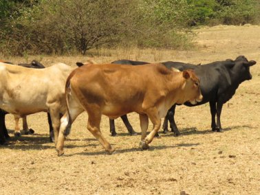 Mashona-Cattle-Society-Nov-2021-Field-Day