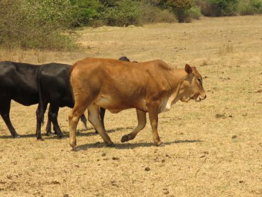 Mashona-Cattle-Society-Nov-2021-Field-Day