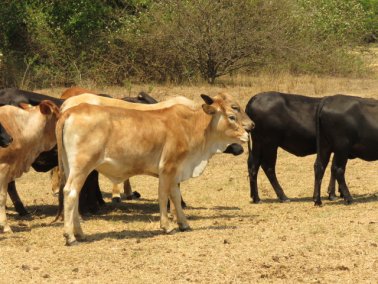 Mashona-Cattle-Society-Nov-2021-Field-Day