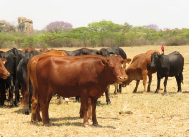 Mashona-Cattle-Society-Nov-2021-Field-Day
