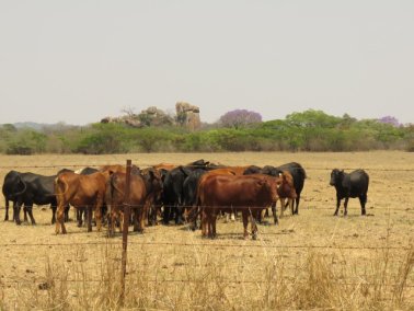 Mashona-Cattle-Society-Nov-2021-Field-Day