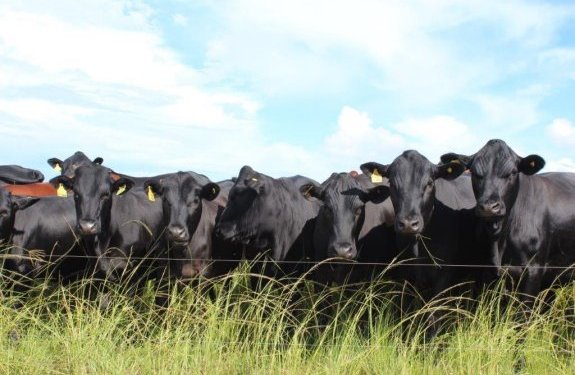 Mashona-Cattle-Society-Zimbabwe-Bluegums-farm-cattle-by-electric-fence-3