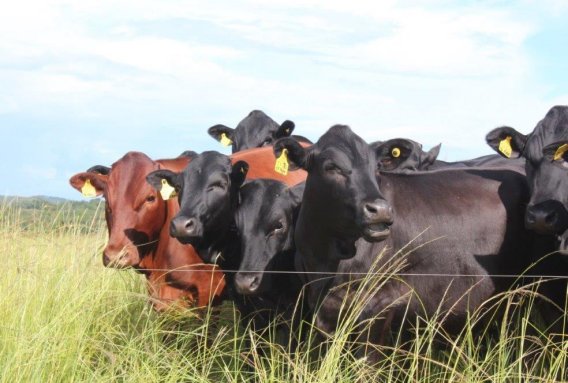 Mashona-Cattle-Society-Zimbabwe-Bluegums-farm-cattle-by-electric-fence-5