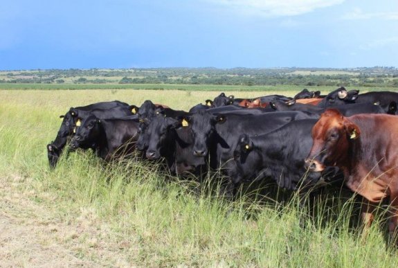Mashona-Cattle-Society-Zimbabwe-Bluegums-farm-cattle-by-electric-fence-6