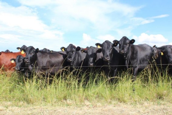 Mashona-Cattle-Society-Zimbabwe-Bluegums-farm-cattle-by-electric-fence