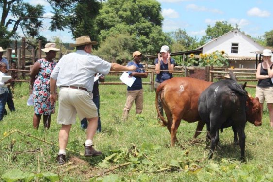 Mashona-Cattle-Society-Zimbabwe-Cattle-assessment-day-everyone-evaluating-heifers