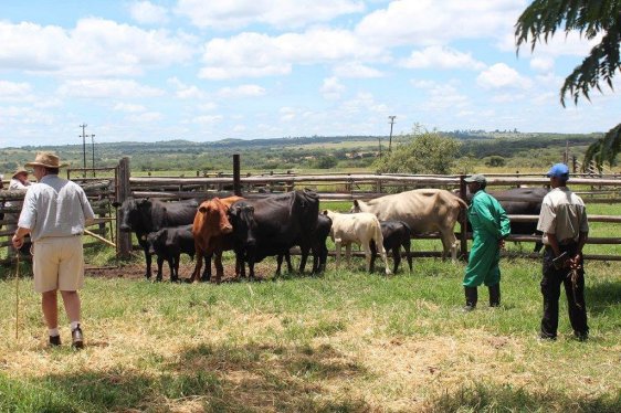 Mashona-Cattle-Society-Zimbabwe-Dr-Bruce-evaluates-females-2