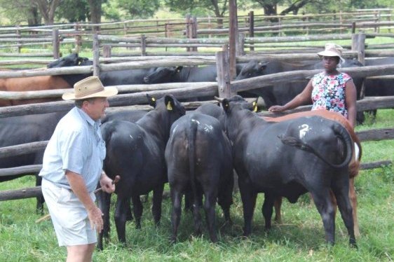 Mashona-Cattle-Society-Zimbabwe-Dr-Bruce-evaluates-females