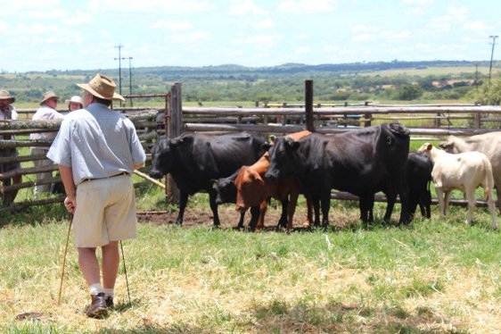 Mashona-Cattle-Society-Zimbabwe-Dr-Bruce-evaluates-females
