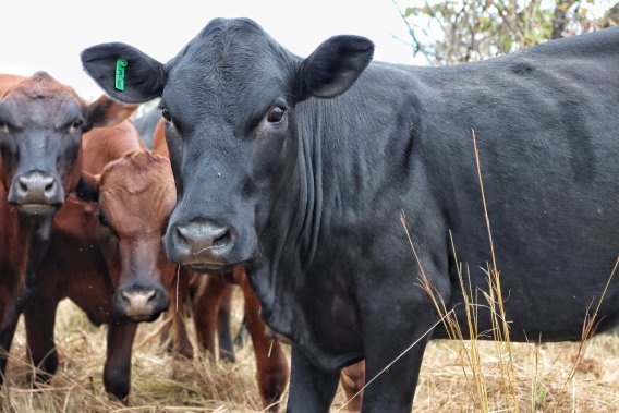 Mashona-Cattle-Society-Zimbabwe-Waterloo-farm-gorgeous-black-mashona-face-on