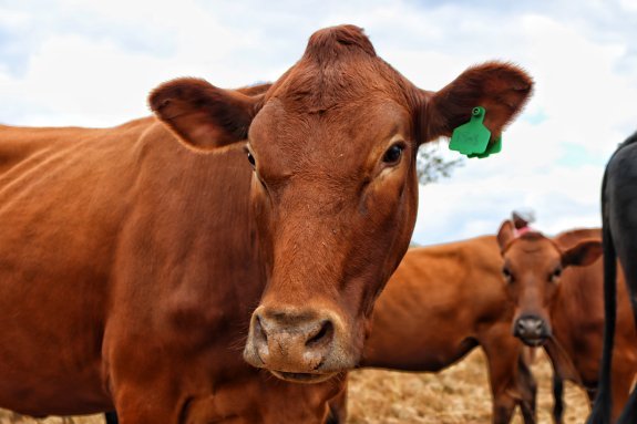 Mashona-Cattle-Society-Zimbabwe-Waterloo-farm-gorgeous-red-mashona-face-on