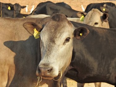 Mashona-Cattle-Society-Zimbabwe-beautiful-pale-tan-portrait-young-a