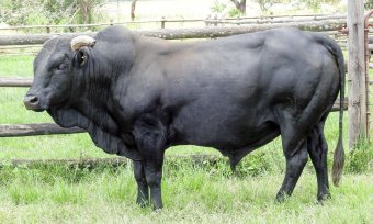 Mashona-Cattle-Society-Zimbabwe-black-bull-2a