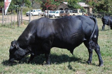 Mashona-Cattle-Society-Zimbabwe-black-bull-3a