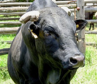 Mashona-Cattle-Society-Zimbabwe-black-bull-portrait-a