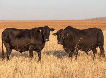 Mashona-Cattle-Society-Zimbabwe-black-facing-each-other-golden-background-scenic