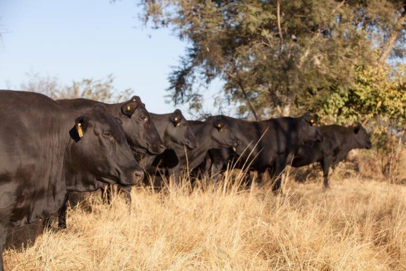 Mashona-Cattle-Society-Zimbabwe-black-mashona-group-in-profile-all-facing-same-way