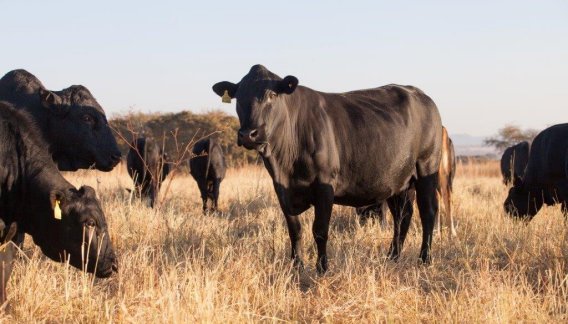 Mashona-Cattle-Society-Zimbabwe-black-mashona-herd-in-golden-grass