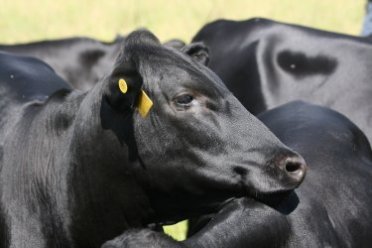 Mashona-Cattle-Society-Zimbabwe-black-portrait-in-profile-close-up