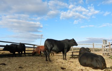 Mashona-Cattle-Society-Zimbabwe-blue-sky-scenic-a