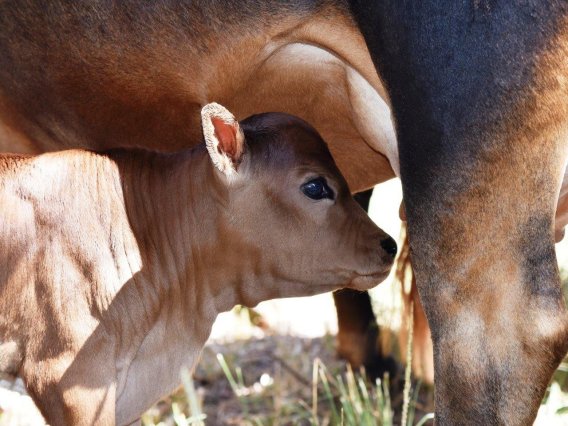 Mashona-Cattle-Society-Zimbabwe-calf-red-under-mother-a
