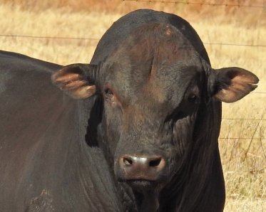 Mashona-Cattle-Society-Zimbabwe-magnificent-black-bull-facing-close-up-a