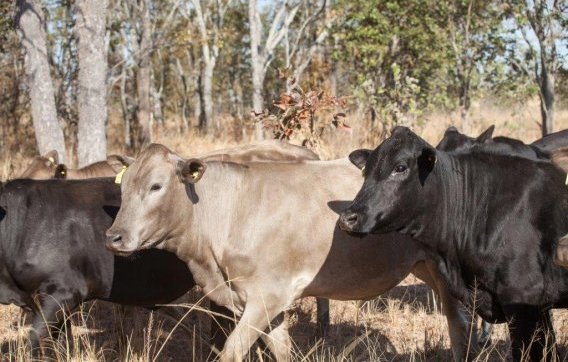 Mashona-Cattle-Society-Zimbabwe-mashona-black-and-pale-tan-evening-walking-bush-scenic