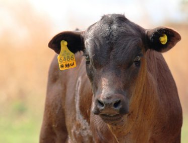 Mashona-Cattle-Society-Zimbabwe-mashona-brown-portrait-a