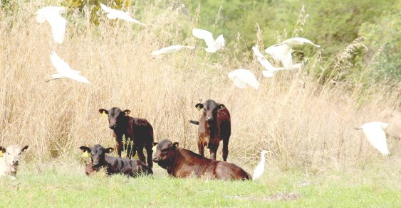 Mashona-Cattle-Society-Zimbabwe-mashona-calves-with-egrets-in-flight-scenic