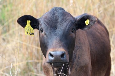 Mashona-Cattle-Society-Zimbabwe-mashona-dark-brown-portrait-shot-
