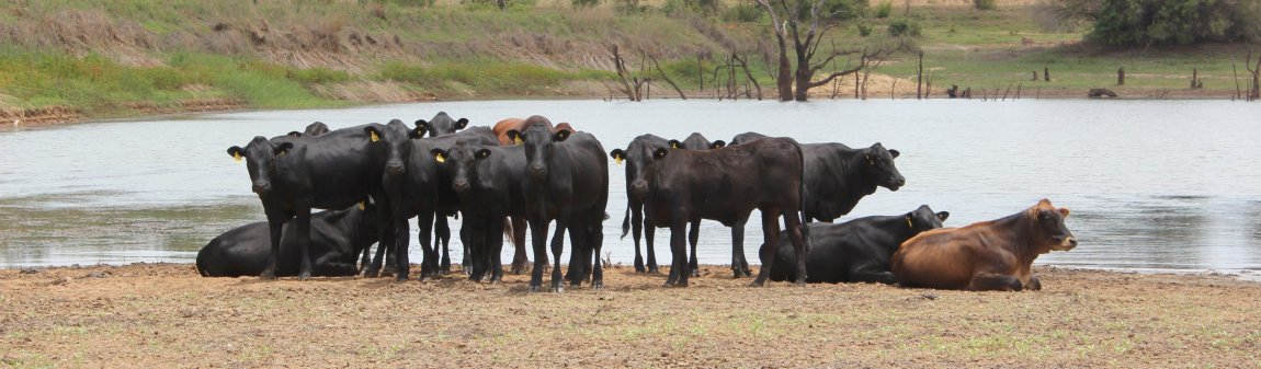 Mashona-Cattle-Society-Zimbabwe-mashona-herd-by-dam