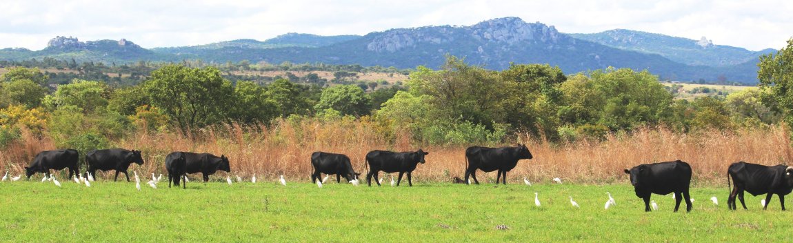 Mashona-Cattle-Society-Zimbabwe-mashona-herdwith-egrets-mountain-background