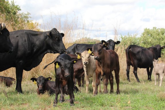 Mashona-Cattle-Society-Zimbabwe-mashona-mums-and-calves-mixed-colours-group