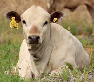 Mashona-Cattle-Society-Zimbabwe-mashona-pale-tan-cal