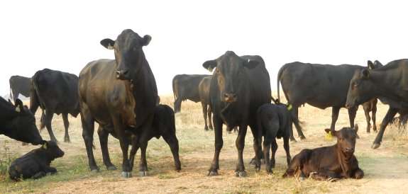 Mashona-Cattle-Society-Zimbabwe-mums-and-young-group
