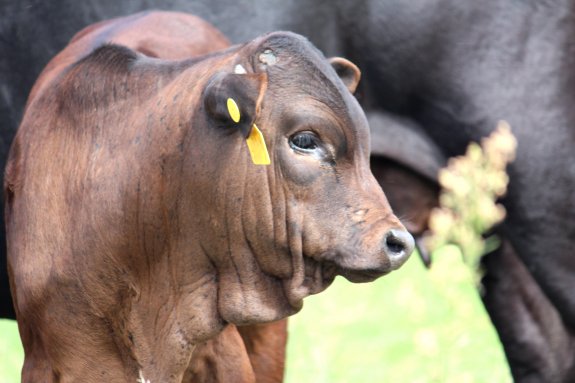 Mashona-Cattle-Society-Zimbabwe-pretty-young-mashona-reddish-brown-mixed-shades-profile-portrai