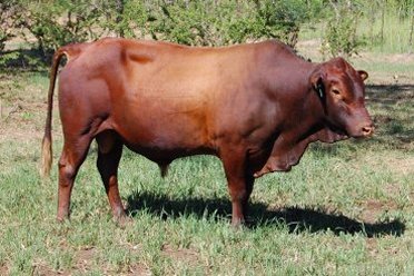 Mashona-Cattle-Society-Zimbabwe-red-brown-bull